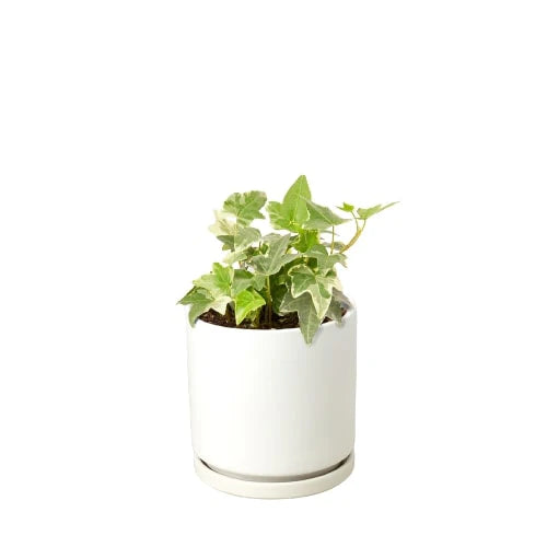 English Ivy ‘Glacier’ – Variegated Indoor Vine | SunriseDaylas