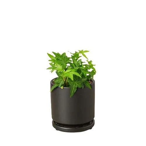 English Ivy ‘Green California’ – Fast-Growing Indoor Vine | SunriseDaylas