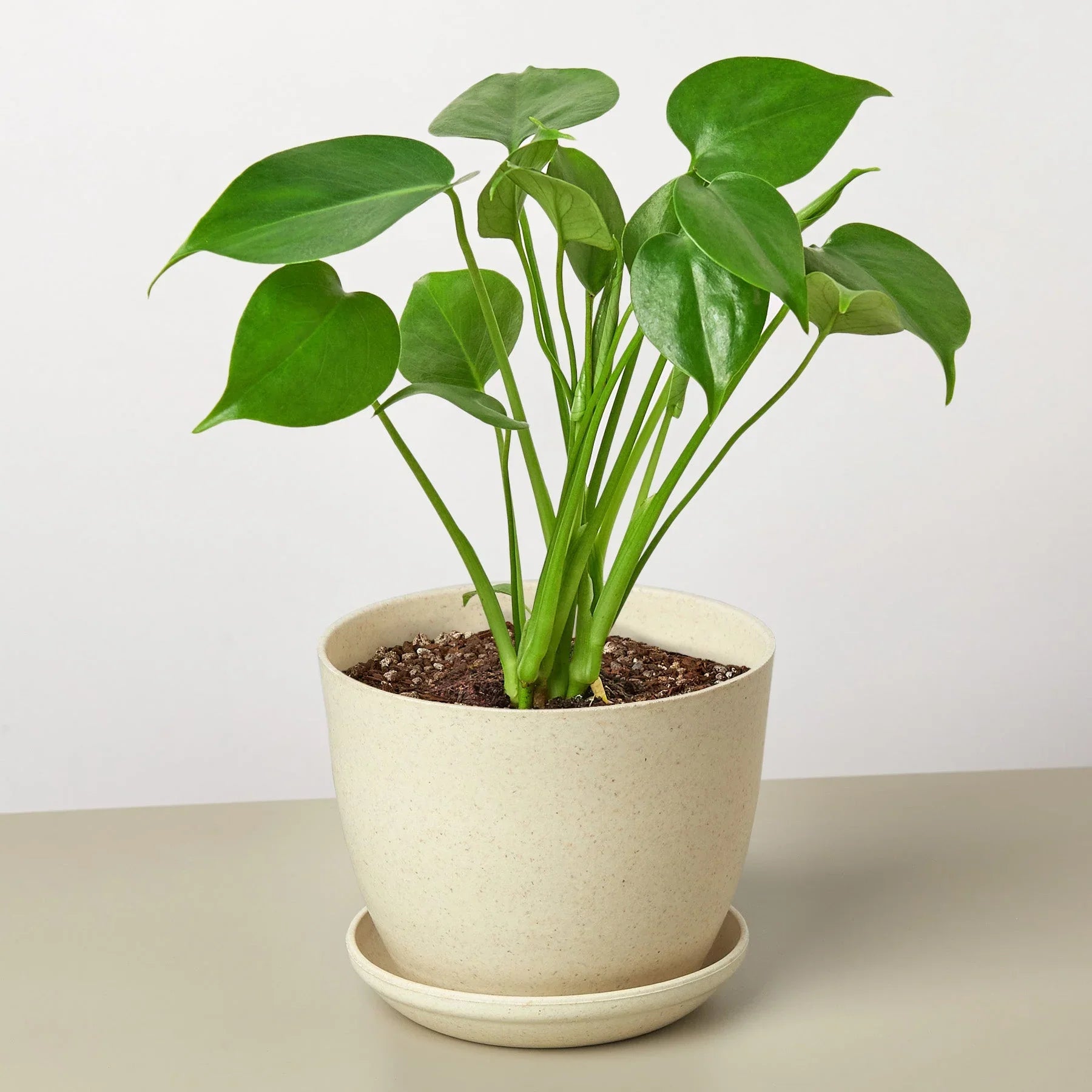 Monstera Deliciosa Split-Leaf Live Indoor Plant | SunriseDaylas