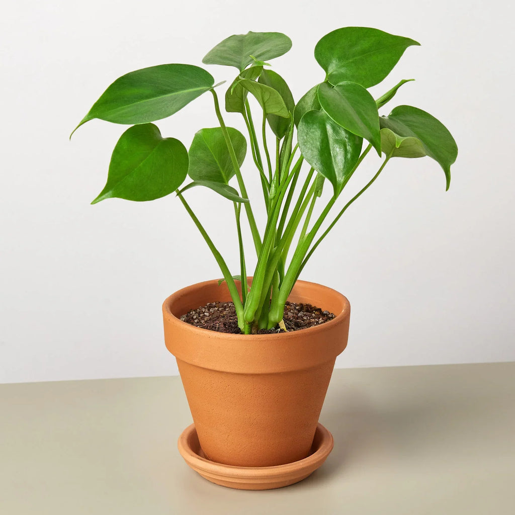 Monstera Deliciosa Split-Leaf Live Indoor Plant | SunriseDaylas