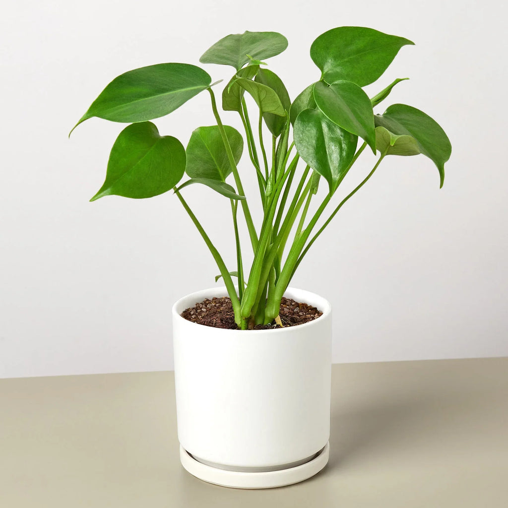 Monstera Deliciosa Split-Leaf Live Indoor Plant | SunriseDaylas