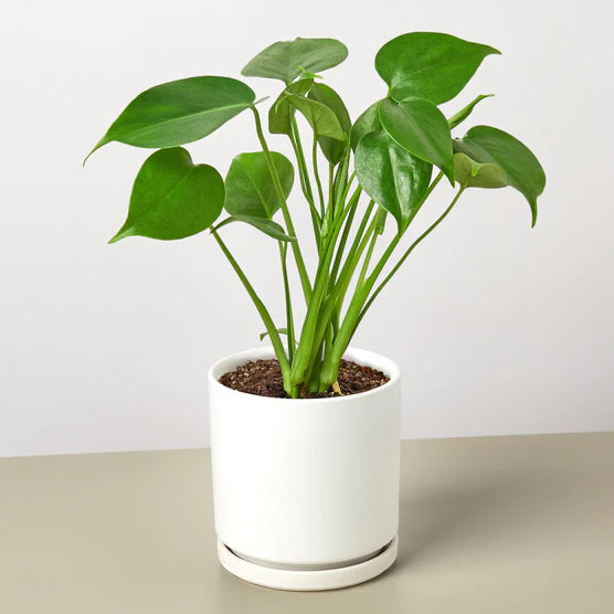 Swiss Cheese Plant – Tropical Statement Plant | SunriseDaylas
