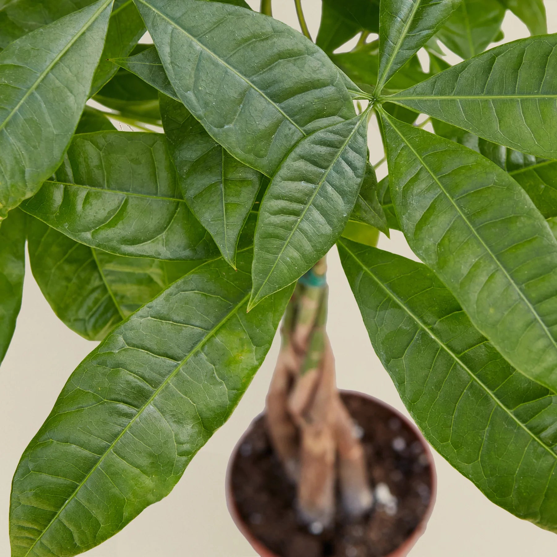 Money Tree Pachira Braid Live Indoor Plant | SunriseDaylas