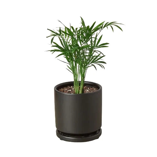 Parlor Palm Pet-Safe Live Indoor Plant