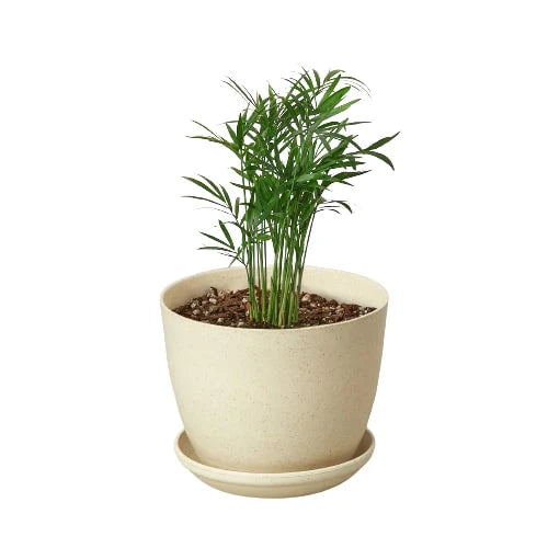 Parlor Palm Pet-Safe Live Indoor Plant