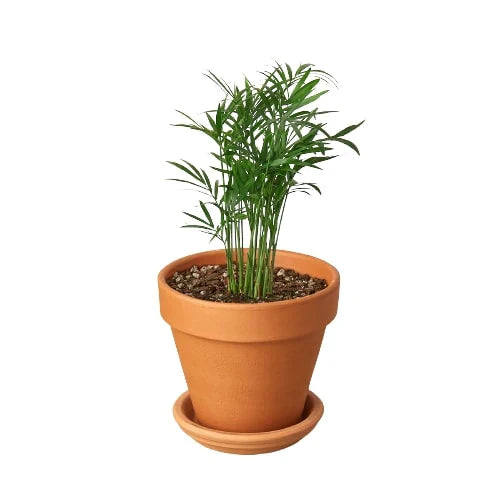 Parlor Palm Pet-Safe Live Indoor Plant