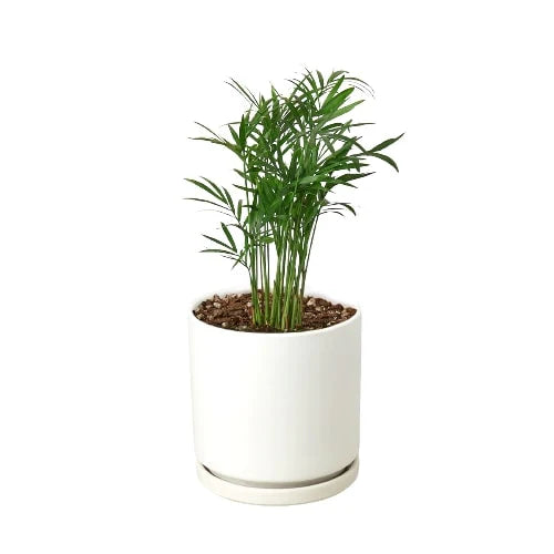 Parlor Palm Pet-Safe Live Indoor Plant