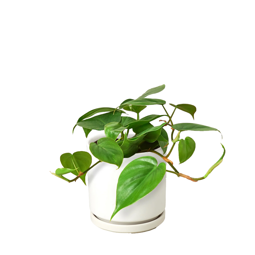 Philodendron Cordatum – Heartleaf Vining Live Plant | SunriseDaylas