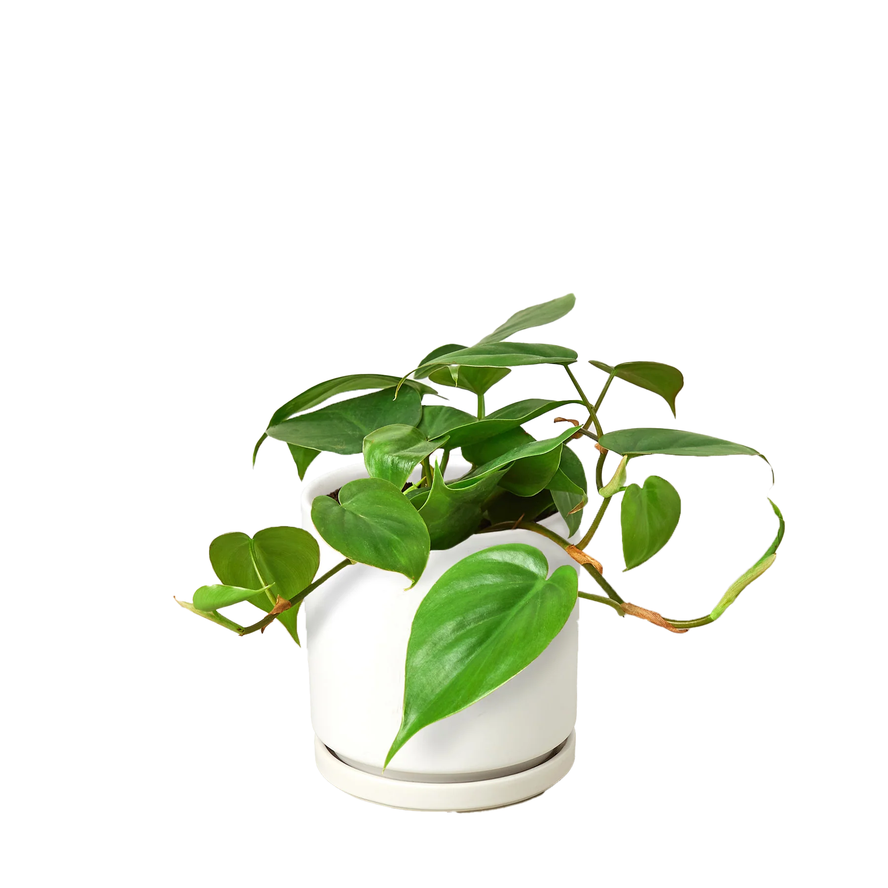 Philodendron Cordatum – Heartleaf Vining Live Plant | SunriseDaylas