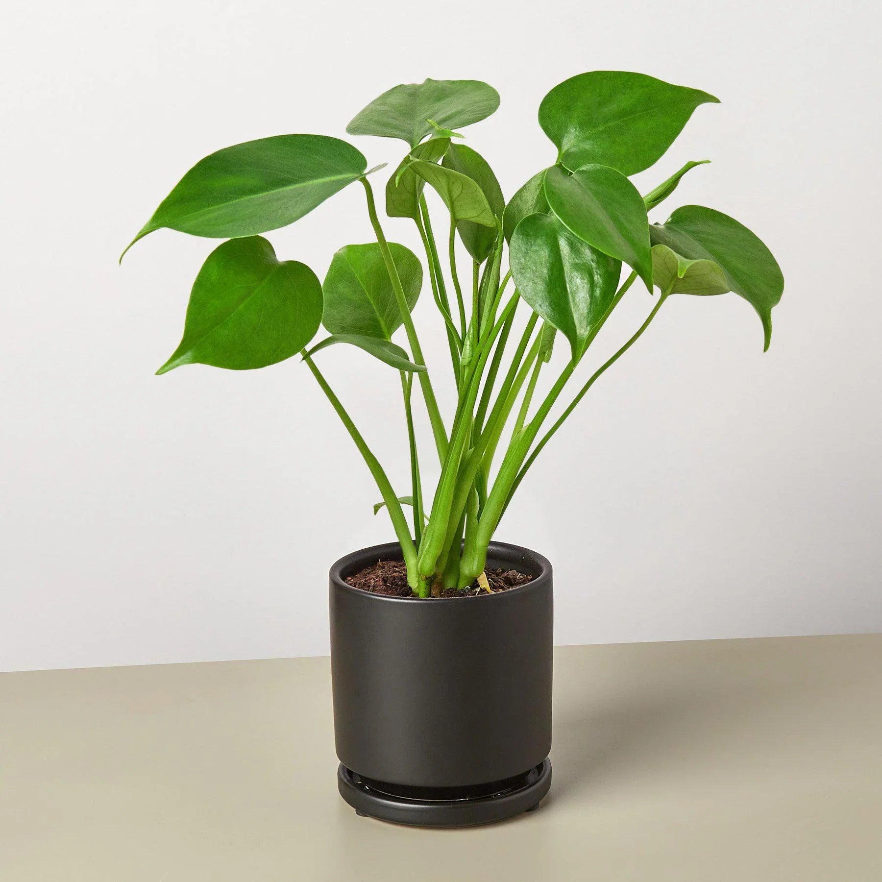 Monstera Deliciosa Split-Leaf Live Indoor Plant | SunriseDaylas