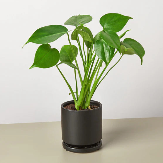 Swiss Cheese Plant – Tropical Statement Plant | SunriseDaylas