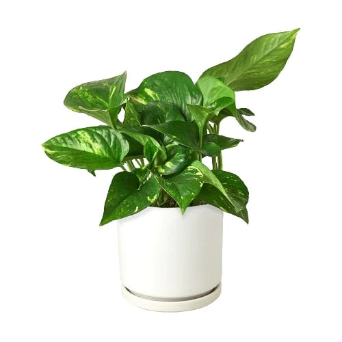 Golden Pothos – Easy Care Trailing Live Plant | SunriseDaylas