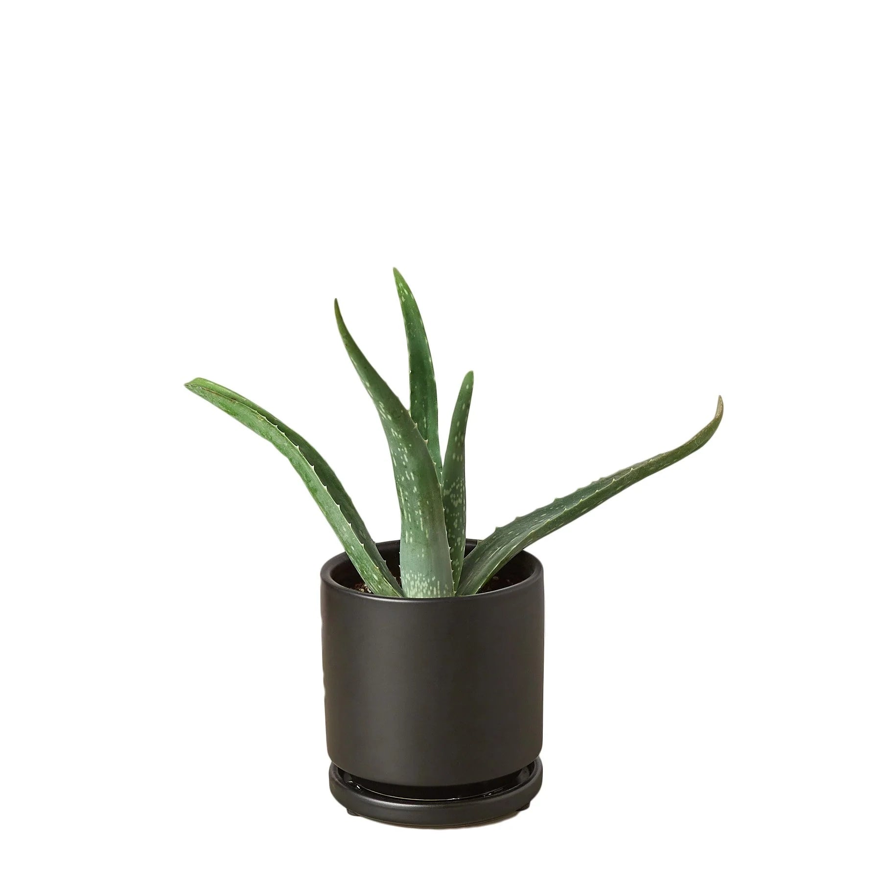 Aloe Vera – Low Maintenance Succulent | SunriseDaylas