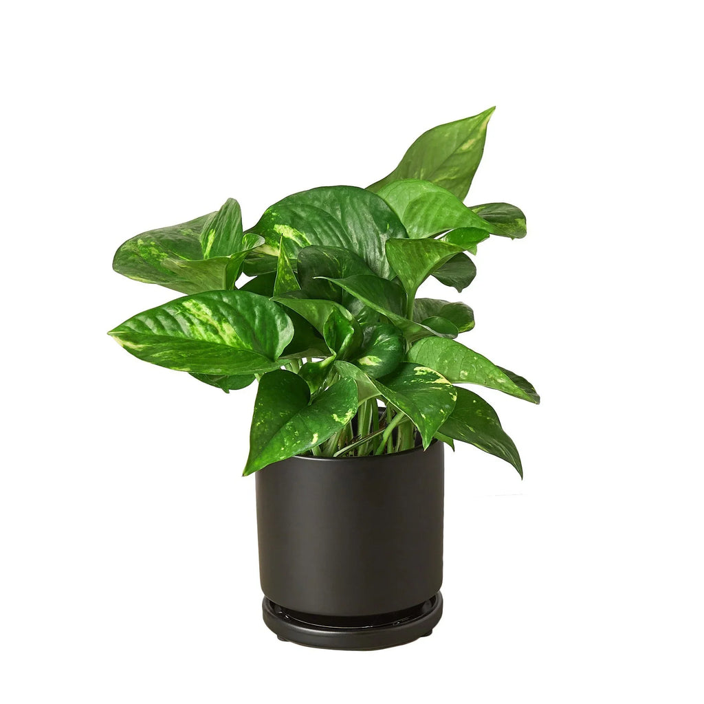 Golden Pothos – Easy Care Trailing Live Plant | SunriseDaylas