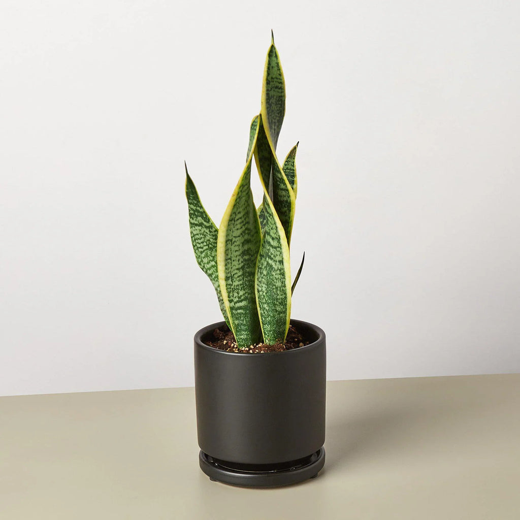 Snake Plant Laurentii – Easy Care Air Purifier | SunriseDaylas