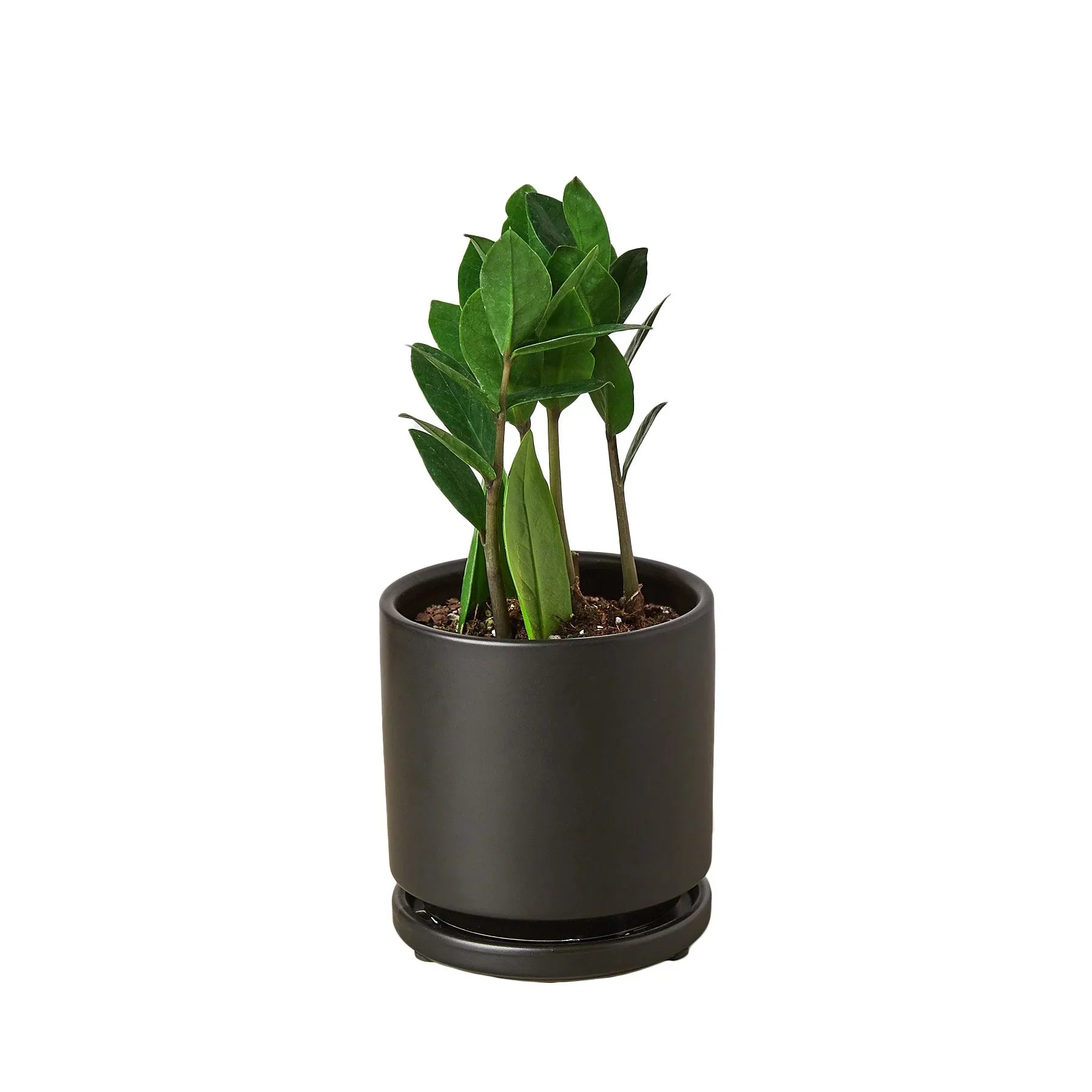 ZZ Plant Zamioculcas Zamiifolia Live Indoor Plant | SunriseDaylas