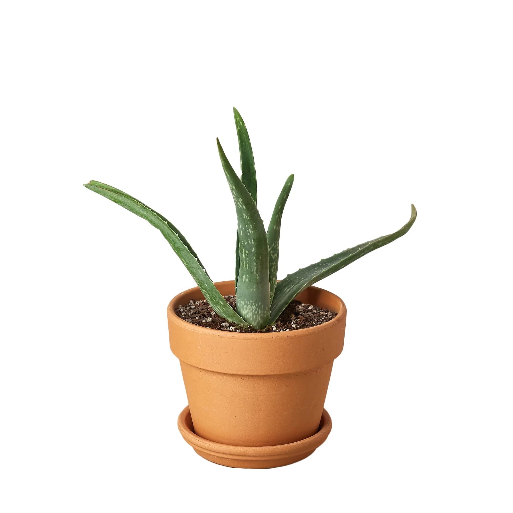 Aloe Vera – Low Maintenance Succulent | SunriseDaylas