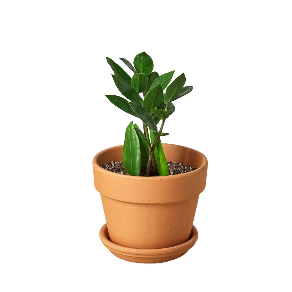 ZZ Plant Zamioculcas Zamiifolia Live Indoor Plant | SunriseDaylas