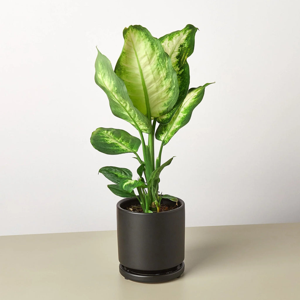 Dieffenbachia ‘Camille’ – Creamy Tropical Foliage Plant | SunriseDaylas
