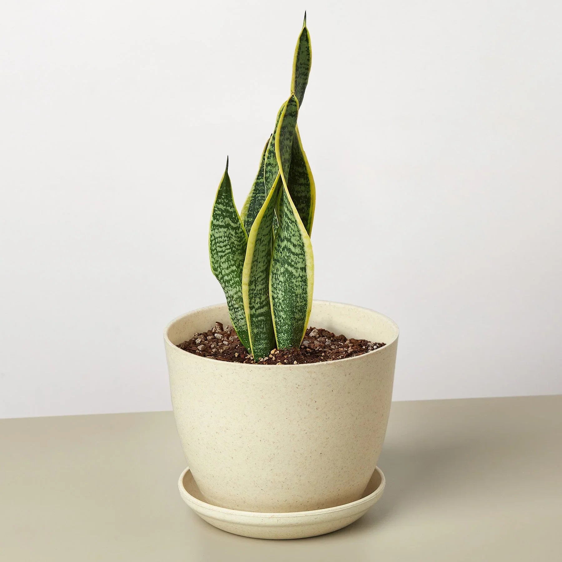 Snake Plant Laurentii – Easy Care Air Purifier | SunriseDaylas