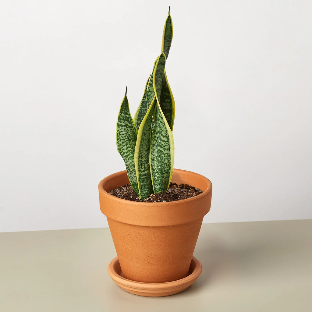 Snake Plant Laurentii – Easy Care Air Purifier | SunriseDaylas