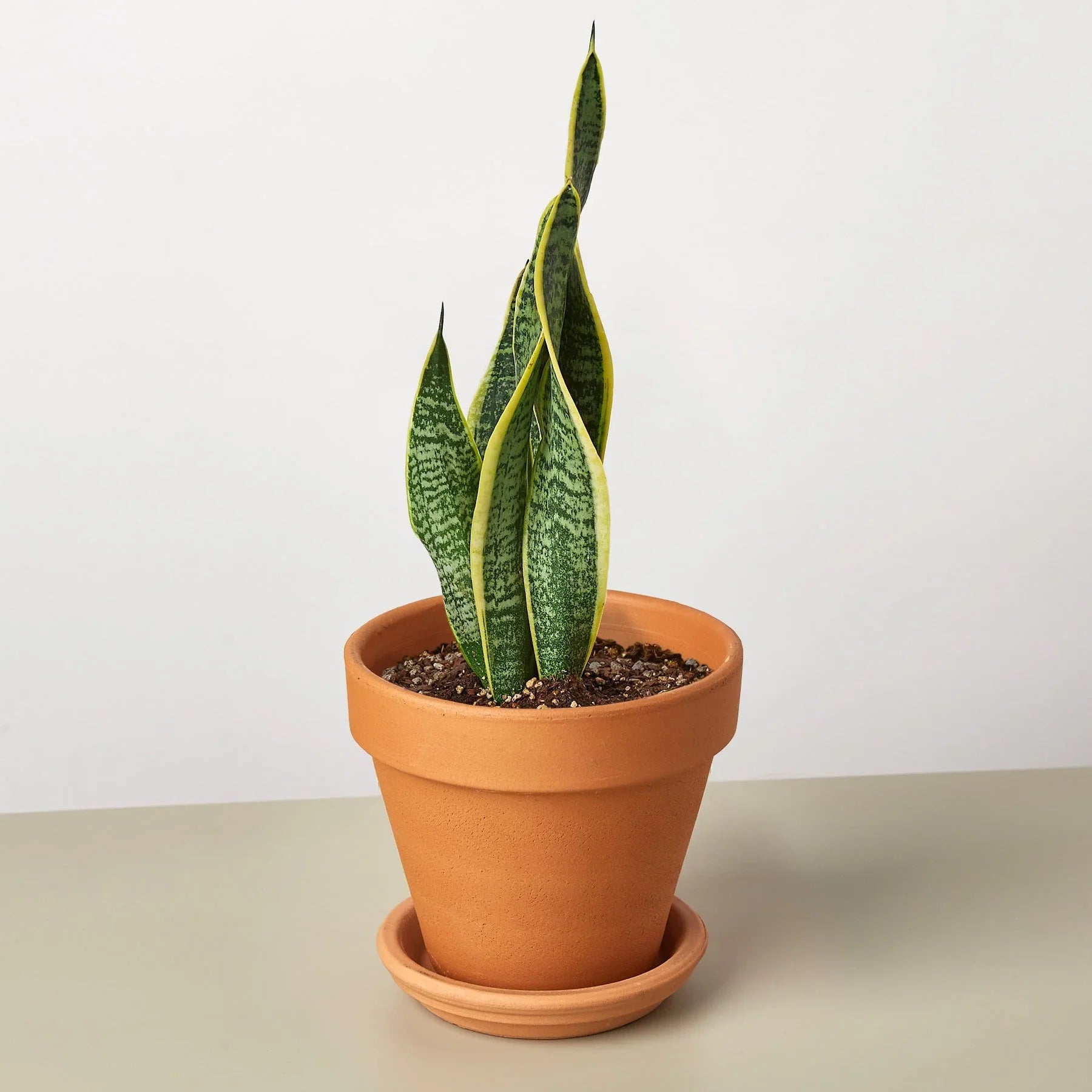 Snake Plant Laurentii – Easy Care Air Purifier | SunriseDaylas