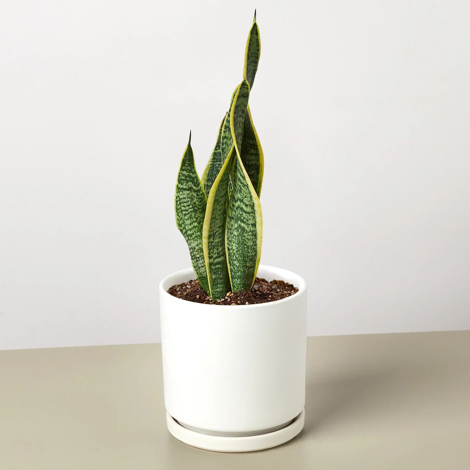 Snake Plant Laurentii – Easy Care Air Purifier | SunriseDaylas