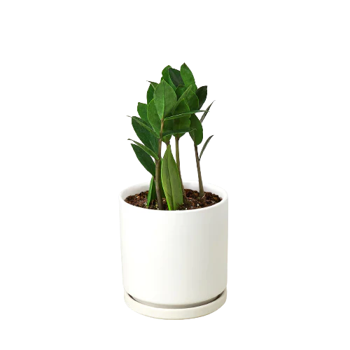 ZZ Plant Zamioculcas Zamiifolia Live Indoor Plant | SunriseDaylas