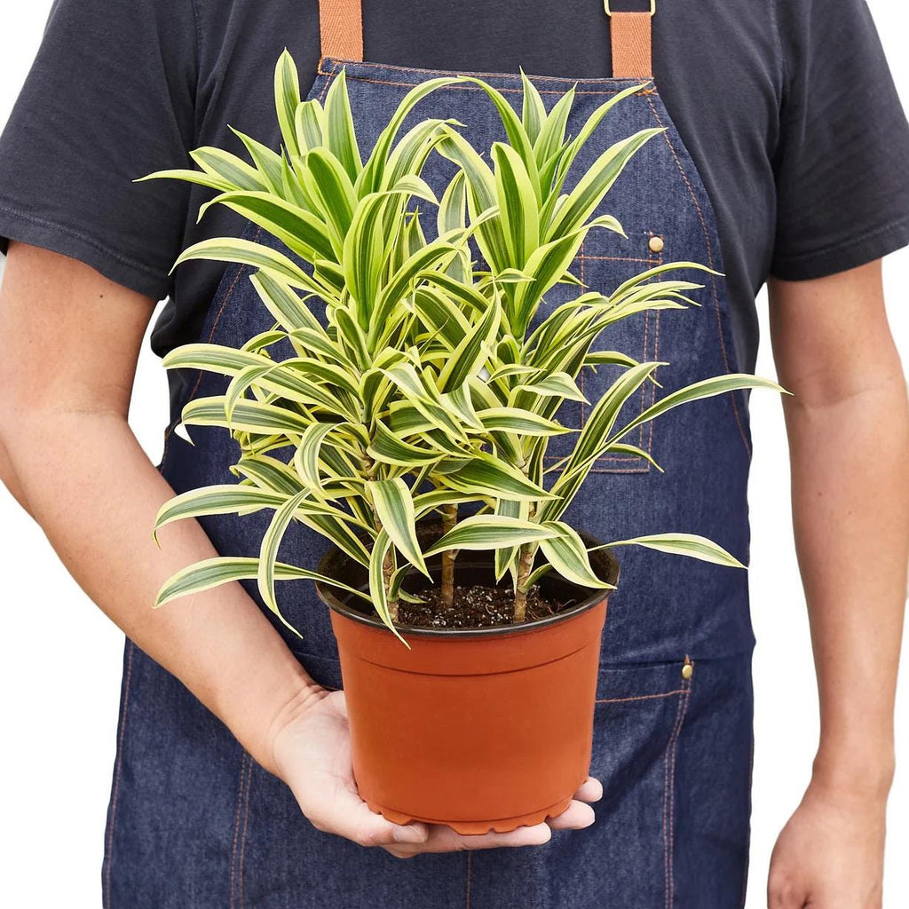 Dracaena Song of India Plant | Yellow Green Variegated Houseplant (4in 6in Pot)