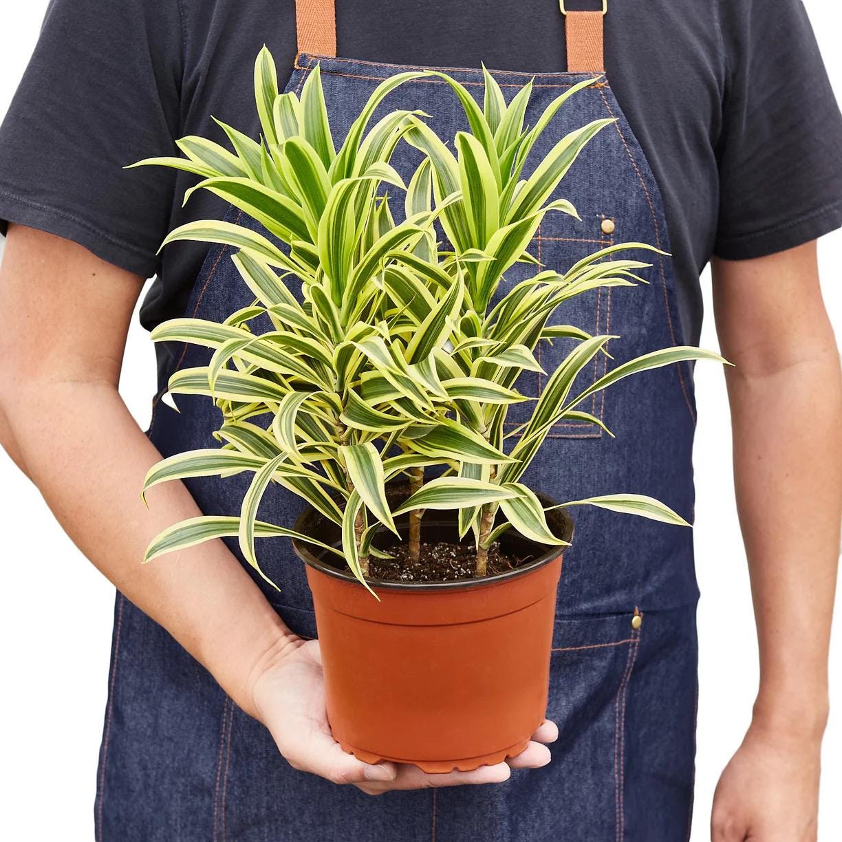Dracaena Song of India Plant | Yellow Green Variegated Houseplant (4in 6in Pot)