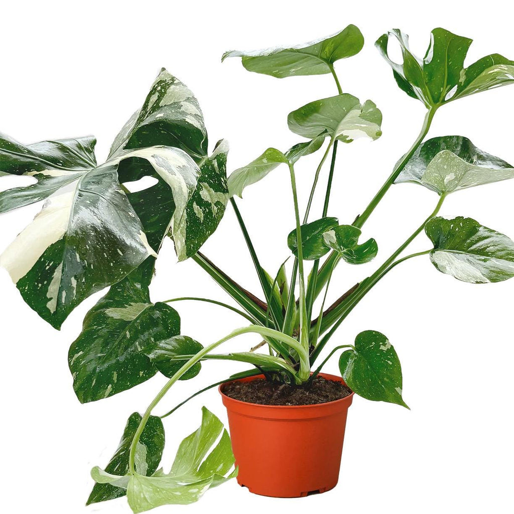 Monstera Thai Constellation Live Plant | Rare Variegated Leaves (2in 4in 6in Pot)