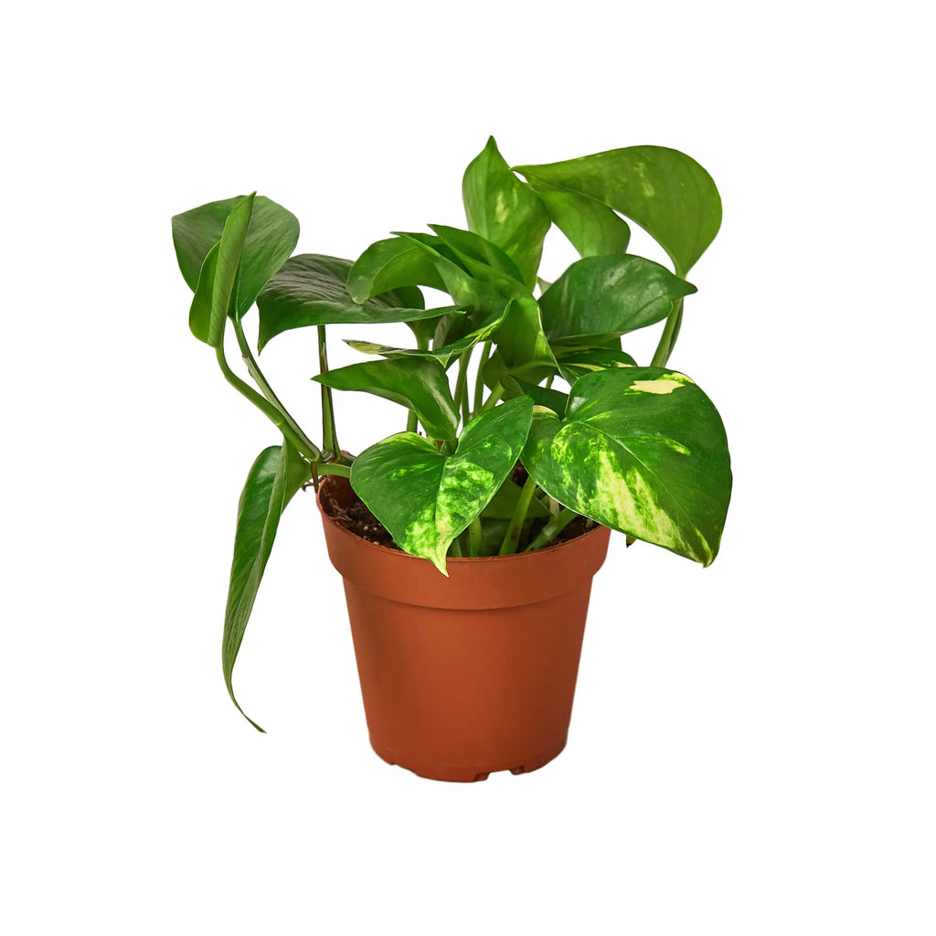Golden Pothos – Easy Care Trailing Live Plant | SunriseDaylas