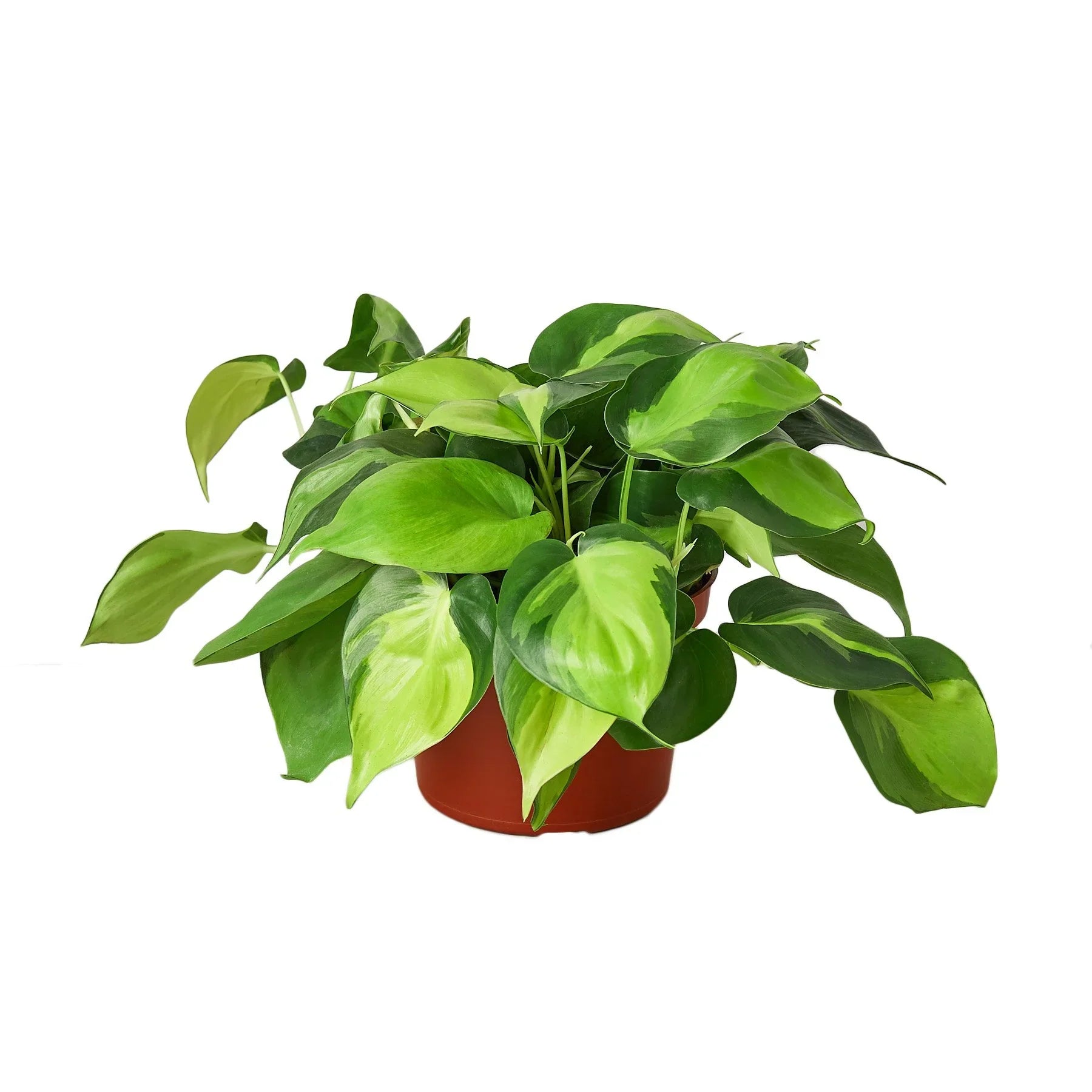 Philodendron ‘Brasil’ – Variegated Heartleaf Indoor Plant | SunriseDaylas