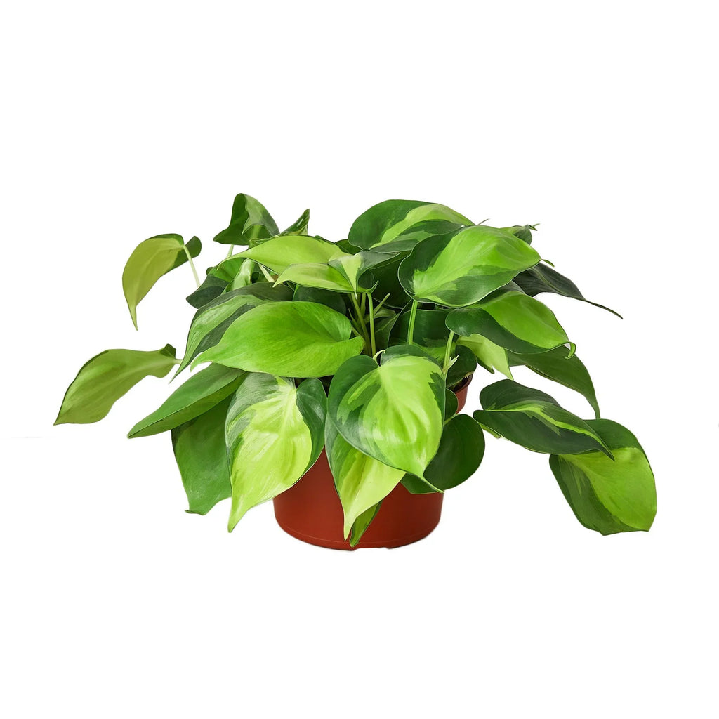Philodendron Brasil – Easy-Care Variegated Vine | SunriseDaylas