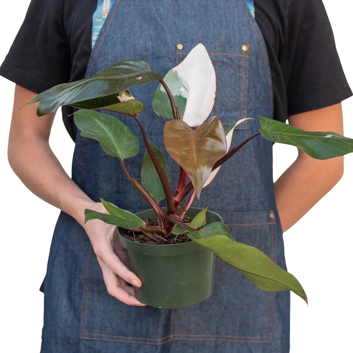 Pink Princess Philodendron | Philodendron Erubescens | Rare Variegated | Live Rooted Plant | 4in 6in Pot