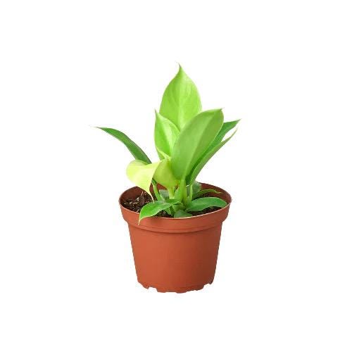 Philodendron Moonlight Plant | Neon Lime Tropical Houseplant, Easy Care Indoor Air Purifier