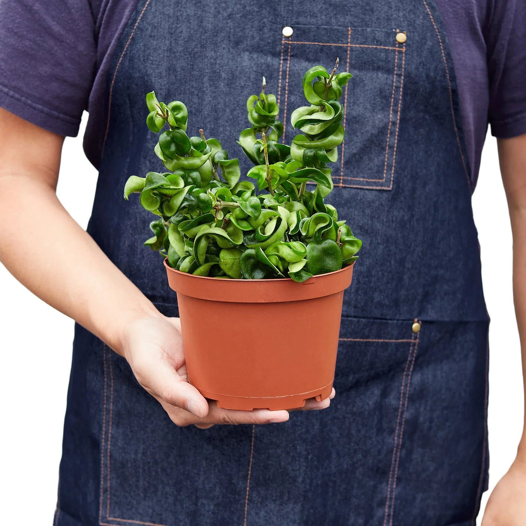 Hoya Rope Plant – Trailing Wax Plant Indoor Vine | SunriseDaylas