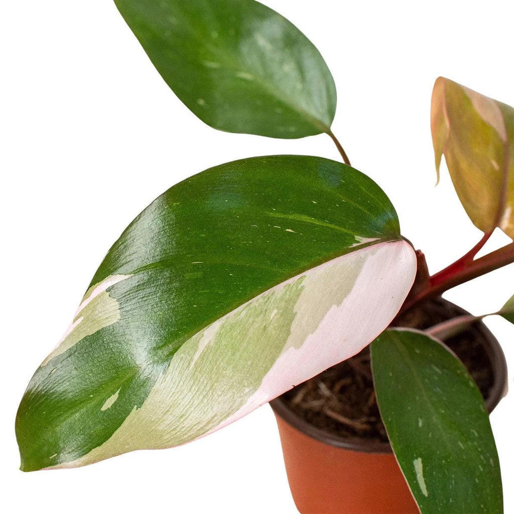 Pink Princess Philodendron | Philodendron Erubescens | Rare Variegated | Live Rooted Plant | 4in 6in Pot