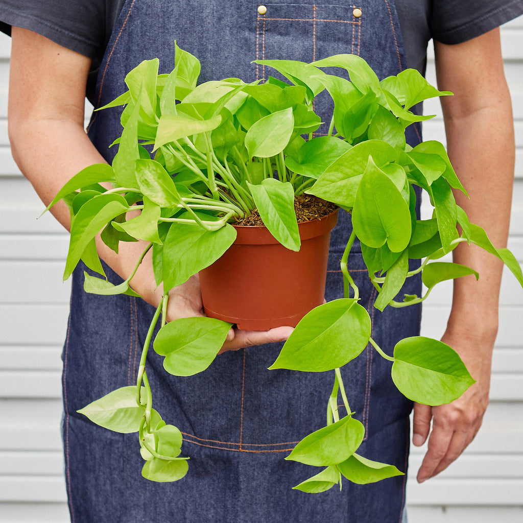 Neon Pothos – Vibrant Trailing Indoor Plant | SunriseDaylas