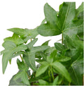 English Ivy Green California | Hedera Helix | Live Rooted Trailing Plant | Ground Cover | 4in Pot