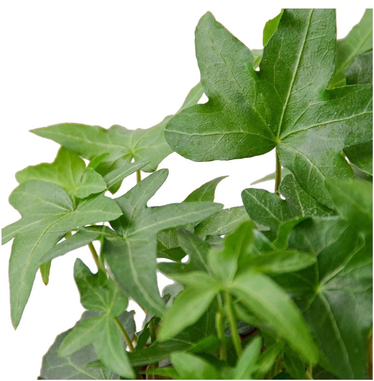 English Ivy Green California | Hedera Helix | Live Rooted Trailing Plant | Ground Cover | 4in Pot