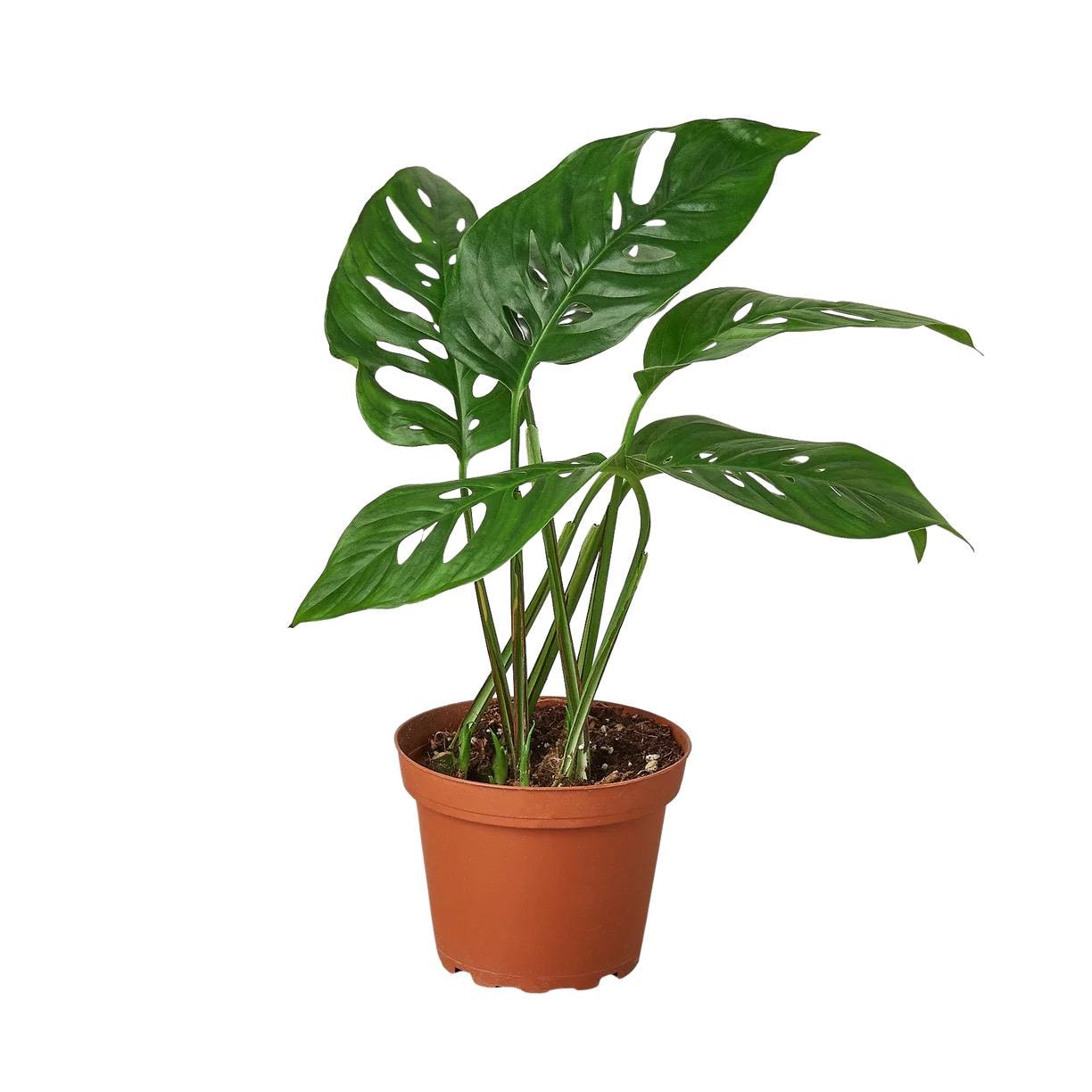 Monstera Adansonii | Swiss Cheese Vine | Live Rooted Tropical Plant | Easy Care | 4in 6in 8in Pot