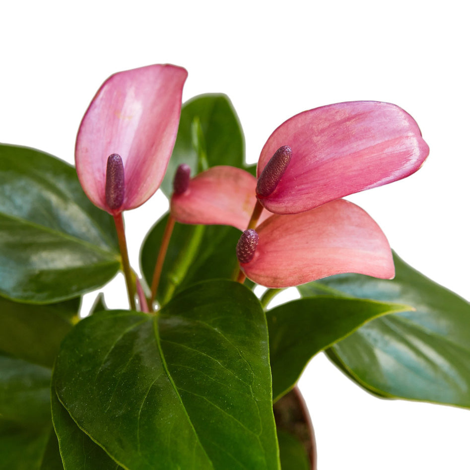 Purple Anthurium – Rare Blooming Indoor Plant | SunriseDaylas