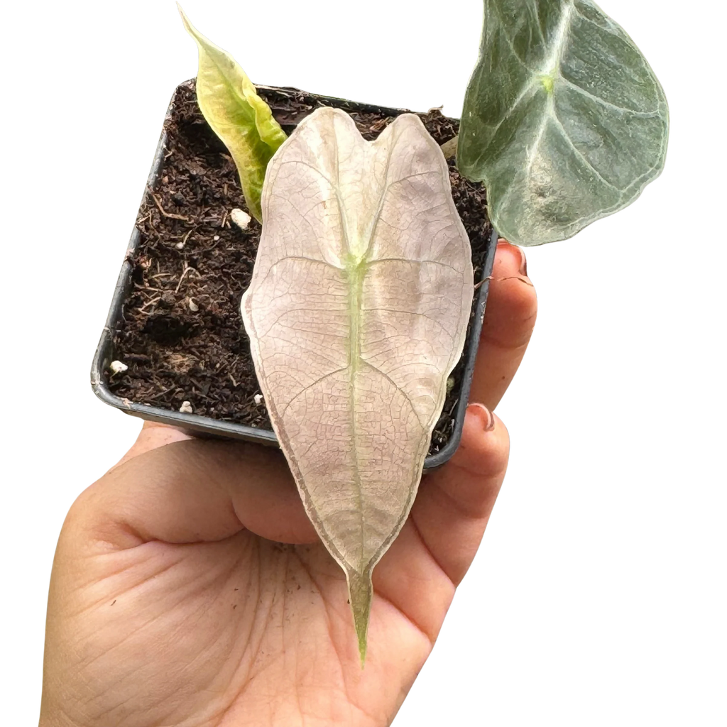 Rare Polly Mint Variegated Alocasia | SunriseDaylas