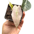 Rare Polly Mint Variegated Alocasia | SunriseDaylas