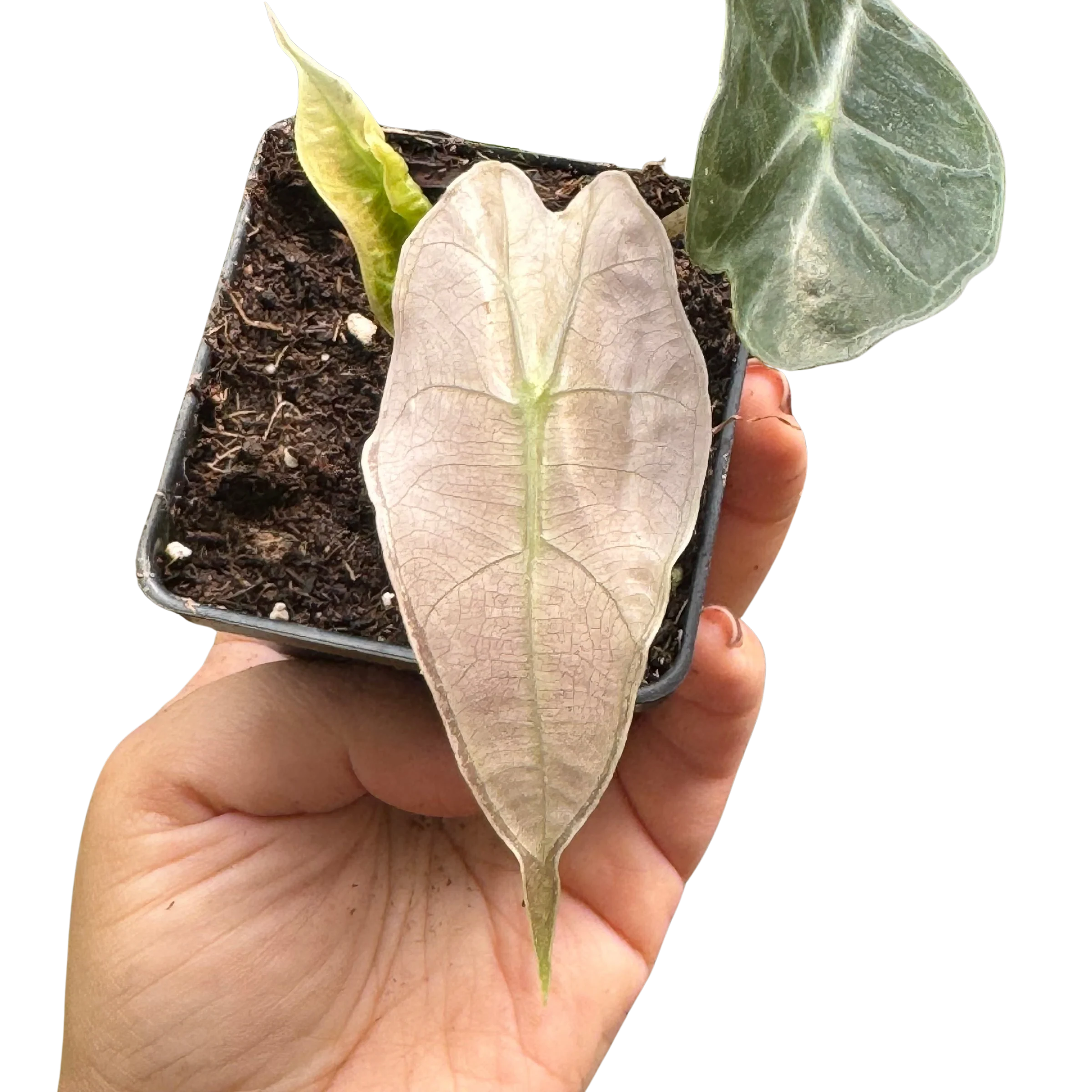 Rare Polly Mint Variegated Alocasia | SunriseDaylas