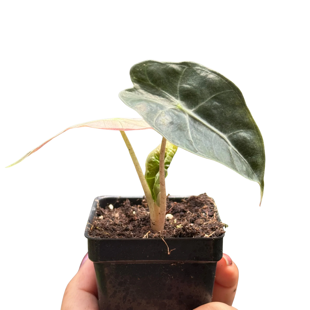 Rare Polly Mint Variegated Alocasia | SunriseDaylas