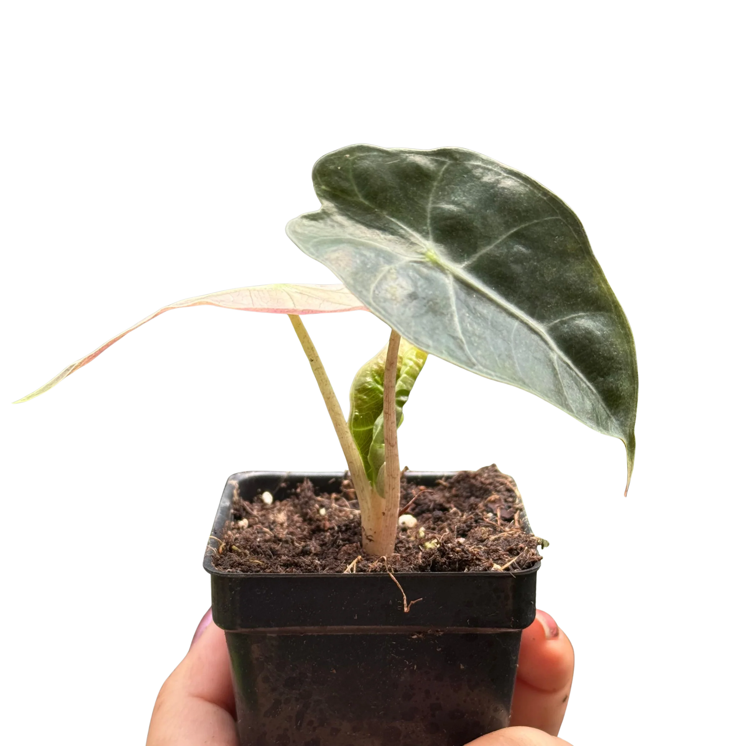 Rare Polly Mint Variegated Alocasia | SunriseDaylas