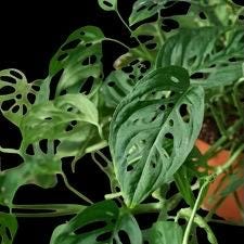 Monstera Adansonii | Swiss Cheese Vine | Live Rooted Tropical Plant | Easy Care | 4in 6in 8in Pot