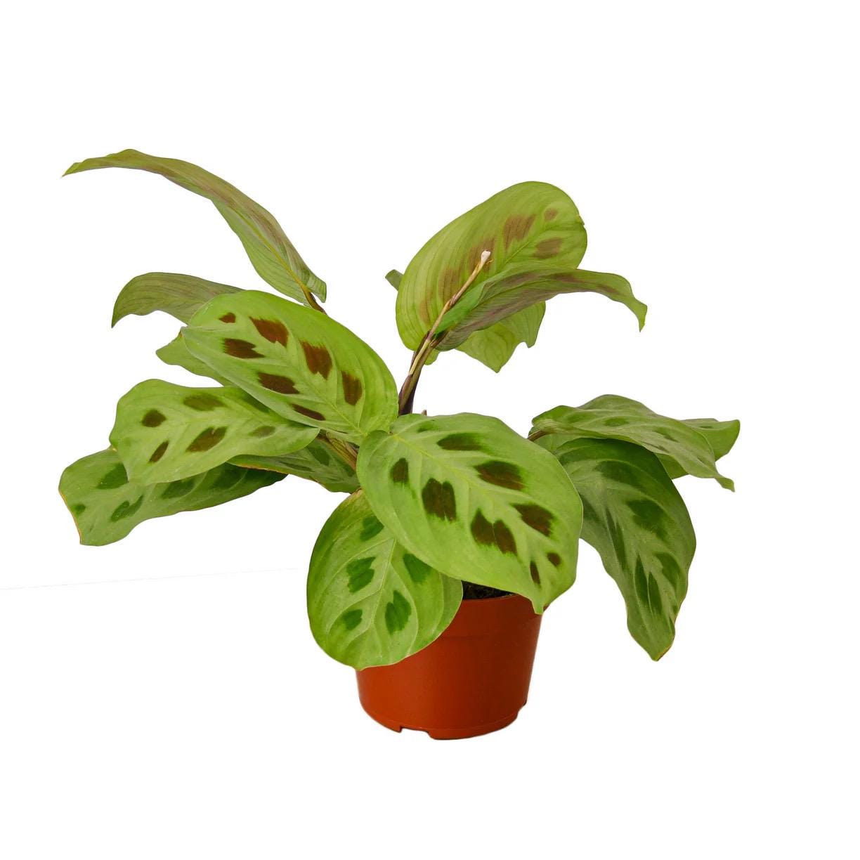 Maranta Prayer Plant | Maranta Leuconeura | Patterned Tropical Houseplant | Pet Friendly | Easy Care Indoor Plant | Live Plant | 3in 4in 6in